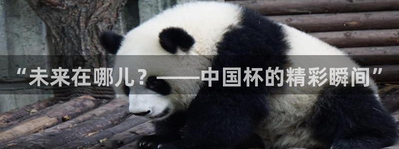 世界杯48支球队赛制:“未来在哪儿?——中国杯的精彩瞬间”